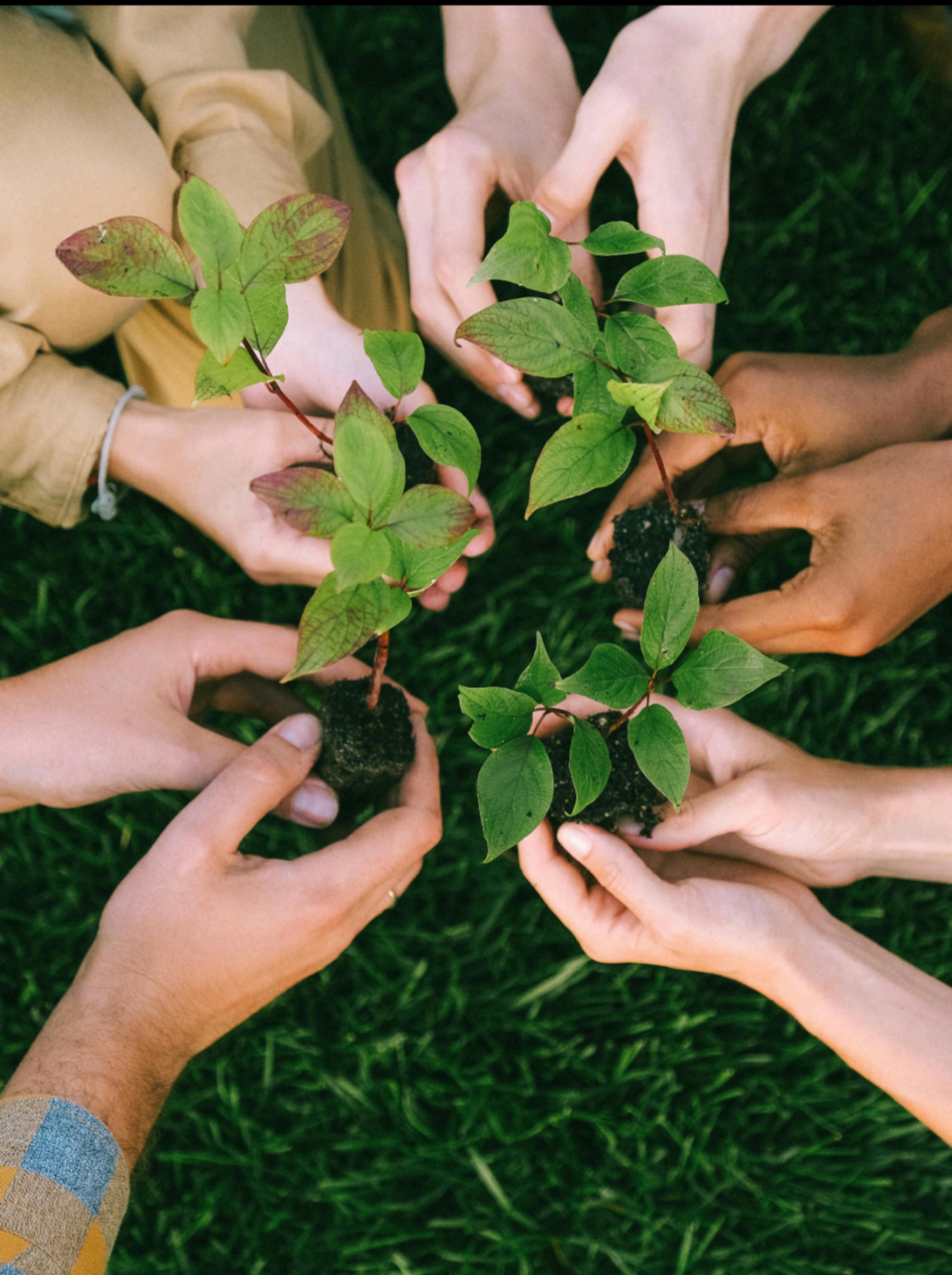 Hands holding seedlings for a better planet and community